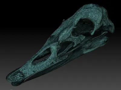Duck Skull Scan 3D model 3D model