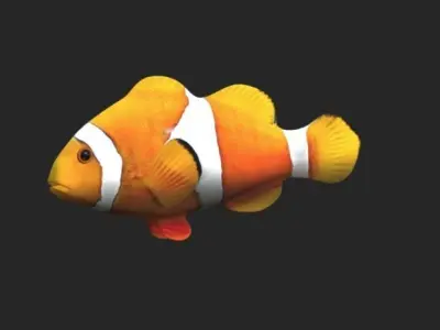 Smooth untextured Clown Fish 3D model