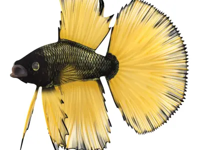 Coral Fishes Rigged Collection 2 for Cinema 4D 3D model