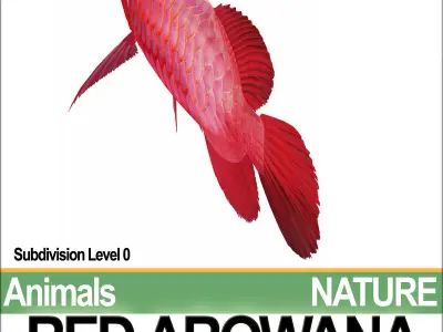 Red Arowana 3D model purchase
