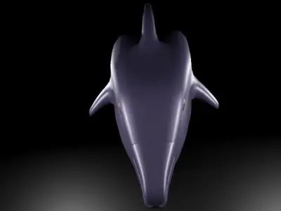 RIGGED DOLPHIN MODEL Free 3D model