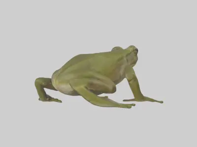Indian Bullfrog croaking model Low-poly 3D model