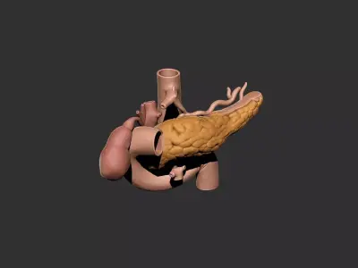 pancreas human anatomy organ 3D print model