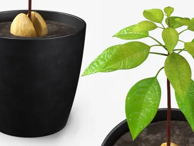 Avocado Seedling Planted in Pot of Soil 3D model