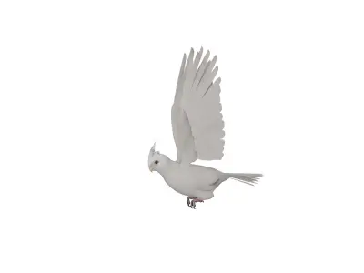 Cockatiel Parrot Bird Low-poly 3D model