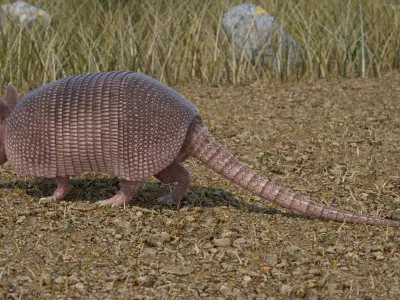 Armadillo Pink Rigged 3D model