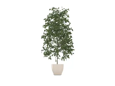 Plant Low-poly 3D model