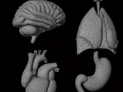 Human Internal Organs 3D model purchase