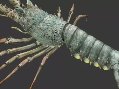 Australian lobster Low-poly 3D model buy