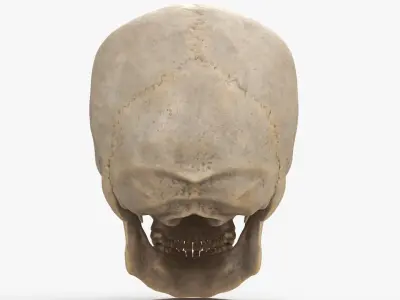  Human Skull 