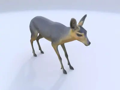 Patagonian Mara 3D model
