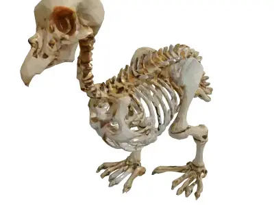 Realistic Bird Skeleton 3D Model Low-poly 3D model