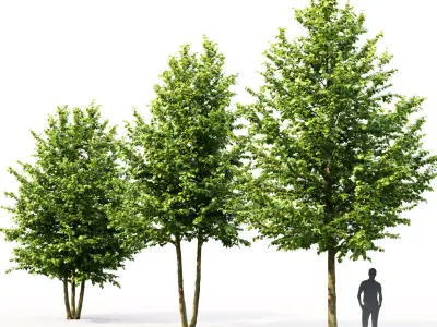 Tilia Pack 01 3D model