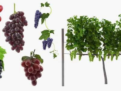  Grapes Collection 3 