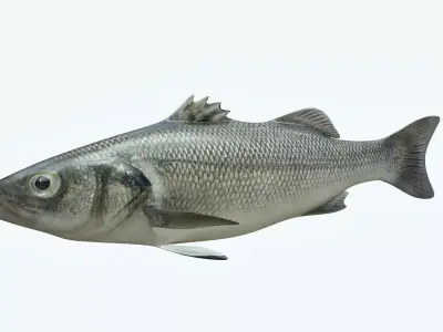 Barfish shark flying in sky 3D model