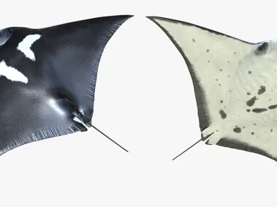 Manta Ray Rigged for Maya 3D model