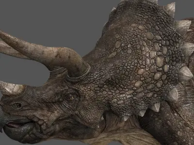 Triceratops-Maya 3D model
