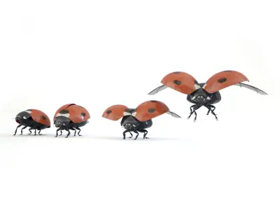 ladybird four ladybugs 3D model
