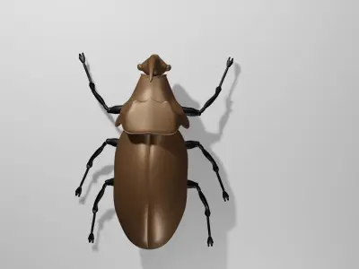 Escarabajo rinoceronte Japones 3D model