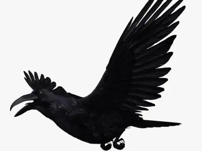  Corvus Corax 'Common Raven' 