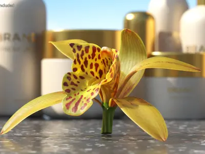  Orchid Flowers Collection 