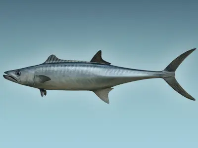 King Mackerel 3D model