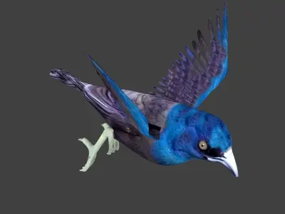 common grackle animated 3D model