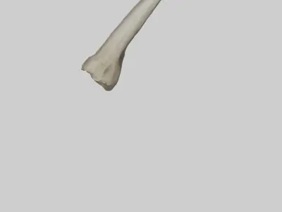 Elephant Tibia 3D model