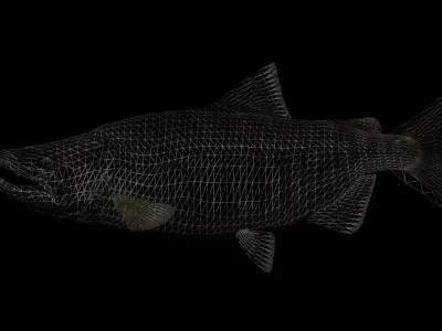 Chum Salmon 3D model