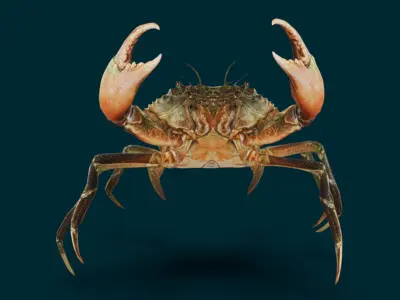 Realistic Crab Animated 3D model