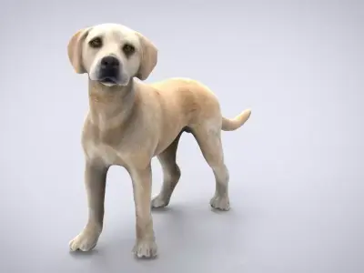 LABRADOR retriever Low-poly 3D model buy