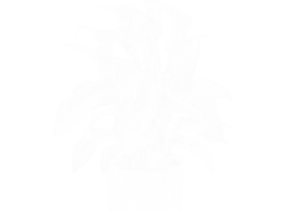  Calla Lily Plant Model  purchase