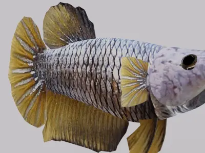 Betta Fish 3D model buy
