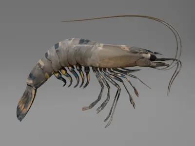 Shrimp 3D model get