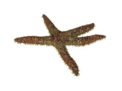 3D Starfish model 3D model