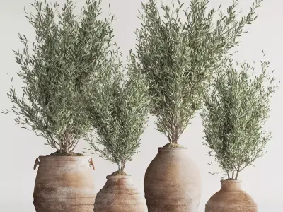 Olive Tree In Antique Pottery And Indoor Plant Set 86 3D model