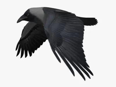 Corvus Splendens "House Crow" 3D model