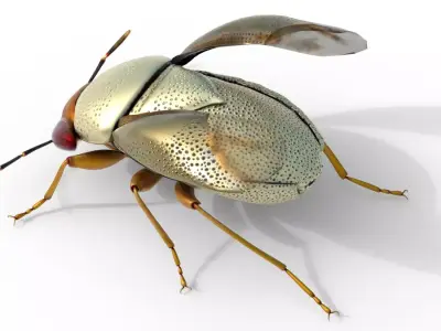 Piocoris varius insect Free 3D model