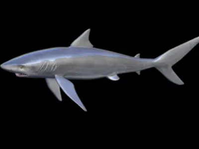 shark attack Low-poly 3D model