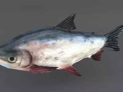 Bocachico fish Low-poly 3D model