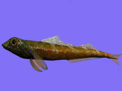 Tripterygion Fish Rigged Low-poly 3D model