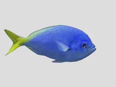 Fusilier fish Realistic Animated Low-poly 3D model