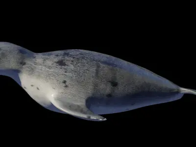 Seal animal Low-poly 3D model