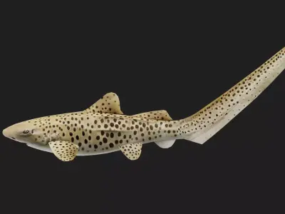 Shark Low-poly 3D model 32