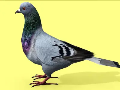 PIGEON ANIMATED Low-poly 3D model
