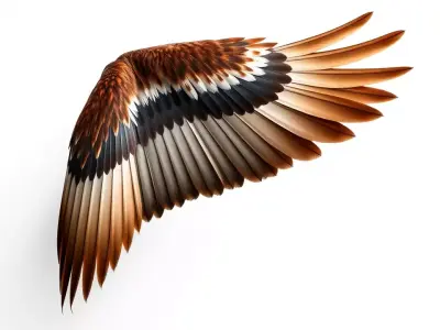 Majestic Brown Feathered Wing model pack Low-poly 3D model