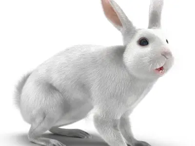White Rabbit Rigged 3D model