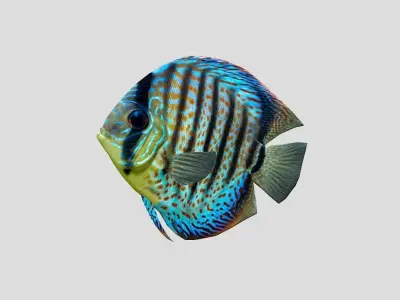 Discus  Realistic Animated Low-poly 3D model purchase