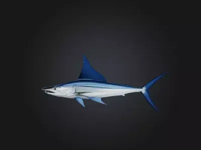 White marlin Low-poly 3D model