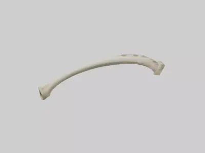 Giraffe Tibia Low-poly 3D model